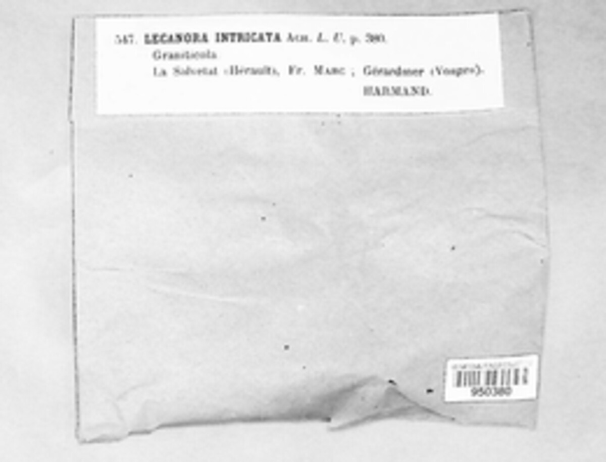 Lecanoraceae image
